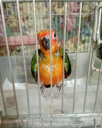 Pullo di conuro del sole