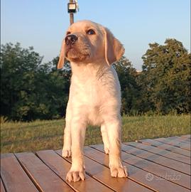 Cuccioli Labrador con pedigree