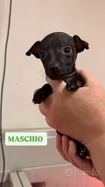 Cuccioli di piccolo levriero italiano