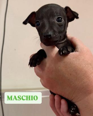 Cuccioli di piccolo levriero italiano