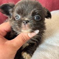 Chihuahua Femmina grigia pelo lungo