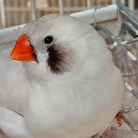 Dm-selezionati e maggiorati