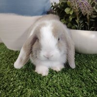 Coniglietta ariete selezionato occhi azzurri