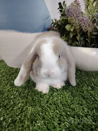 Coniglietta ariete selezionato occhi azzurri