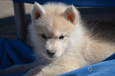 Cuccioli di Siberian husky
