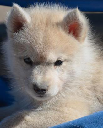 Cuccioli di Siberian husky