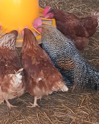 Galline ovaiole