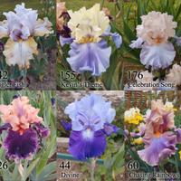 Rizomi iris germanica giaggioli vari colori bulbi