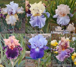 Rizomi iris germanica giaggioli vari colori bulbi