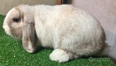 Mini Lop frosty point femmina split blue eyes