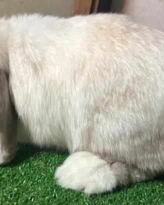 Mini Lop frosty point femmina split blue eyes