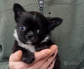 Cuccioli Chihuahua M&F