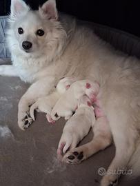 Cuccioli volpino italiano