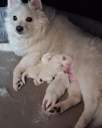 Cuccioli volpino italiano