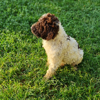 Lagotto Romagnolo Cucciolo maschio TOP