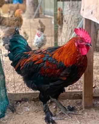 Marans 