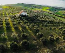 Terreno Agricolo di 16246 mq - con Tartufaia