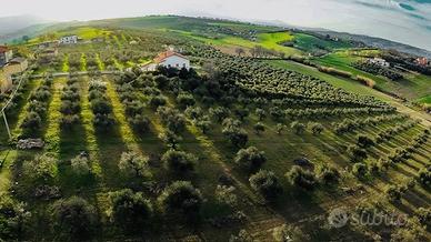 Terreno Agricolo di 16246 mq - con Tartufaia