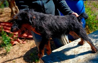 Jagd terrier