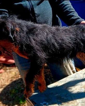 Jagd terrier
