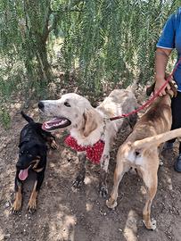 Maschio adulto docile e dolcissimo tipo retriever