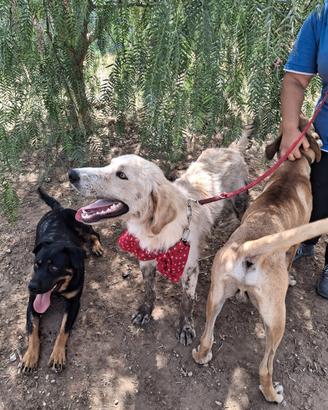 Maschio adulto docile e dolcissimo tipo retriever