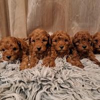 Barboncino red cuccioli