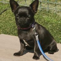 Maschio di chihuahua pelo corto Pedigree ENCI/FCI