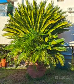 CYCAS REVOLUTA