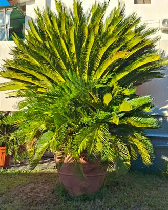 CYCAS REVOLUTA
