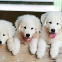 Cuccioli di maremmani