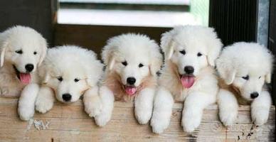 Cuccioli di maremmani