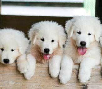 Cuccioli di maremmani