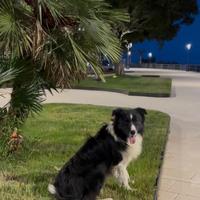 Border collie monta