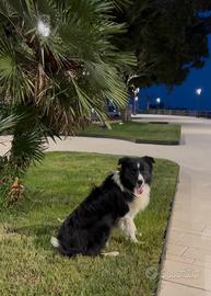 Border collie monta