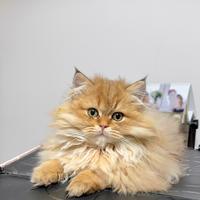 Gattini British Golden