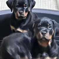 Cuccioli di rottweiler