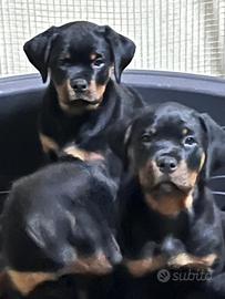 Cuccioli di rottweiler