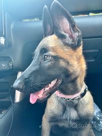 Pastore Belga Malinois