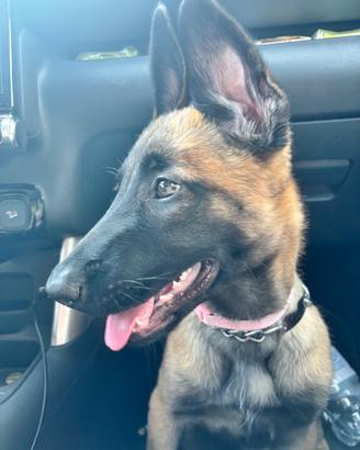 Pastore Belga Malinois