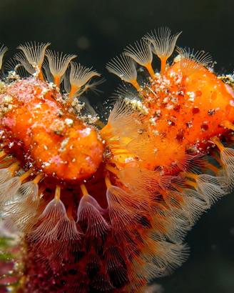 Pesci per Acquario e tecnica marina