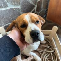 Beagle originale
