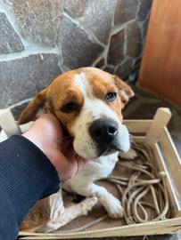 Beagle originale