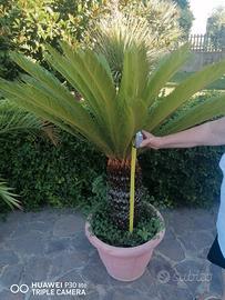 pianta Cycas