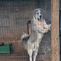 Pastore dell'Asia centrale (Alabai)