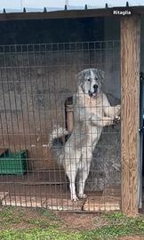 Pastore dell'Asia centrale (Alabai)