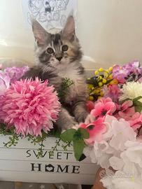 Ultimo cucciolo di Maine Coon disponibile ?