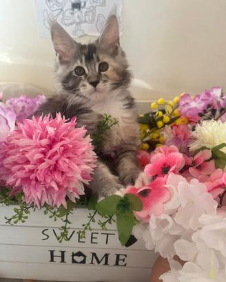 Ultimo cucciolo di Maine Coon disponibile ?