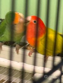 Inseparabili roseincollis novelli sessati