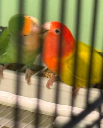 Inseparabili roseincollis novelli sessati
